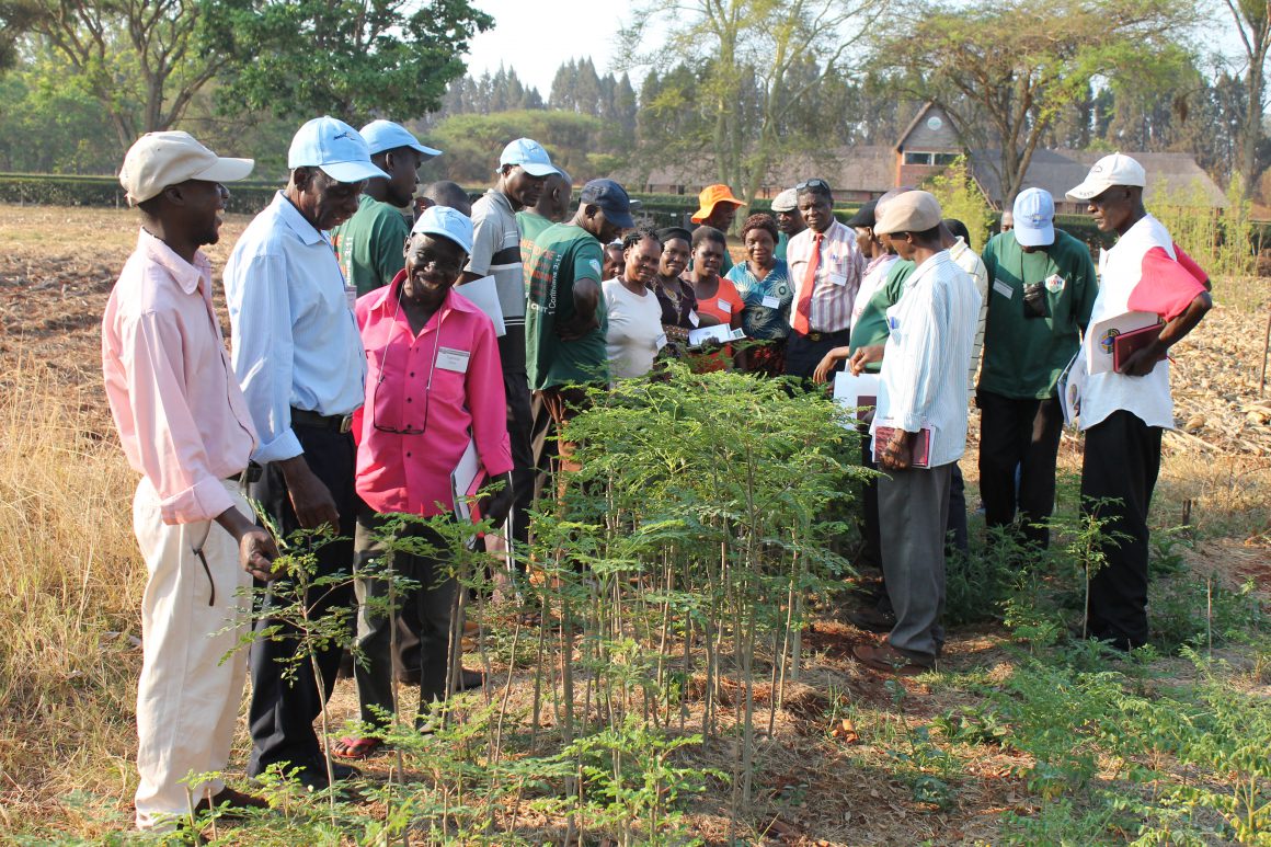 Pictured here are Kutano moringa farmers with I Was Hungry and Foundations for Farming, Bonvera's partners. 